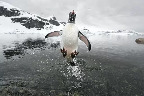 Gentoo Penguin (Pygoscelis papua) jumping out of the sea #15232118