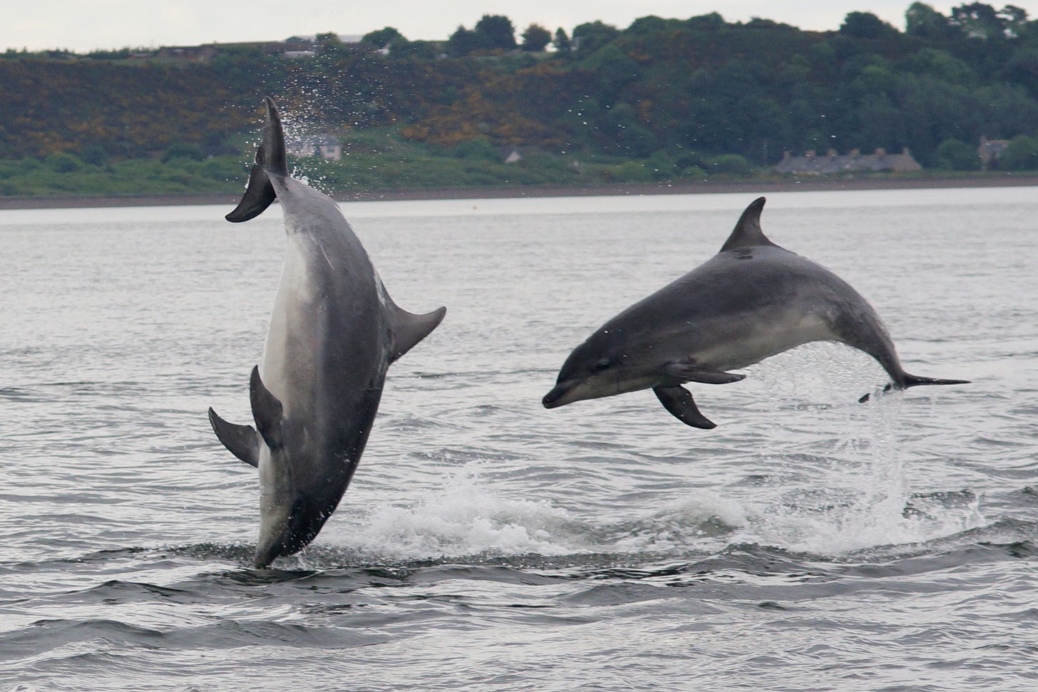 Bottlenose dolphins doing a double breach at Chanonry Point (my copyright)