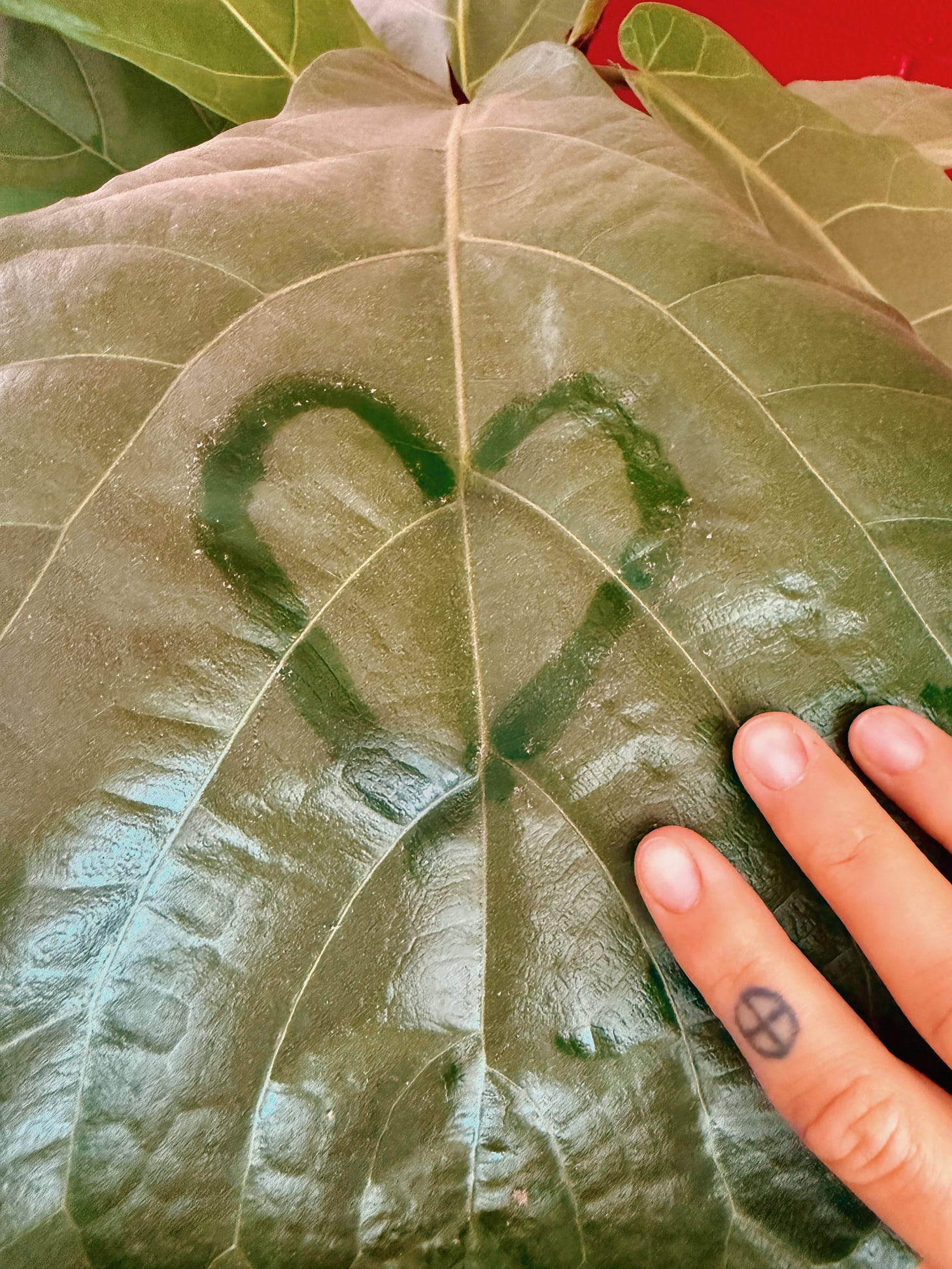 Dusty fig leaf with heart drawn in the dust