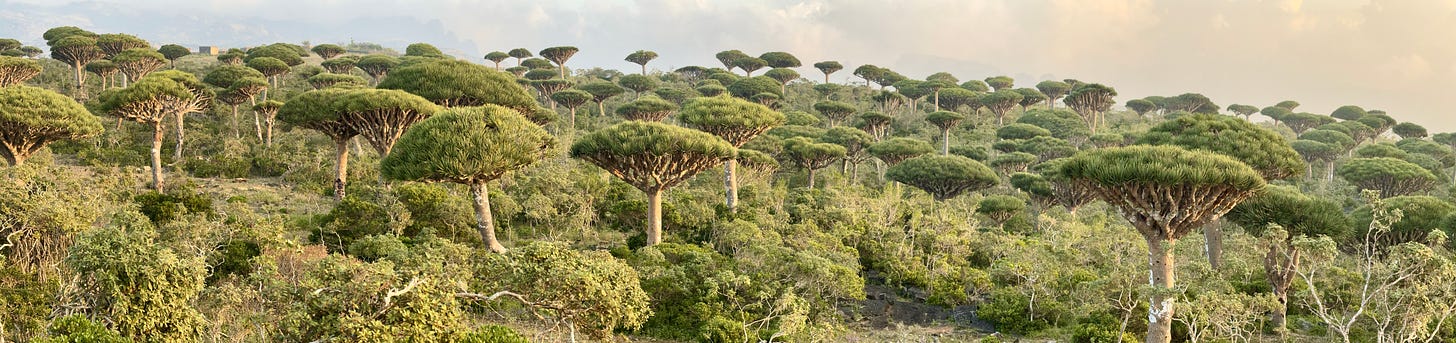 dragon's blood tree