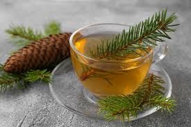 Can you eat leftover Christmas tree? 'Pine needle tea' may boost immune  system