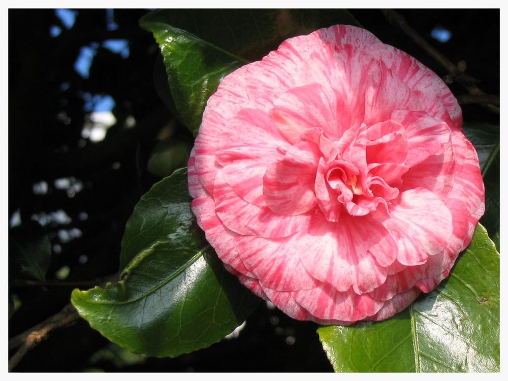 Camellia closeup (public domain photo)