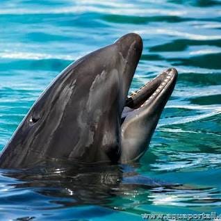 Le wholphin et les dauphins hybrides