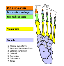 Metatarsal bones - Wikipedia