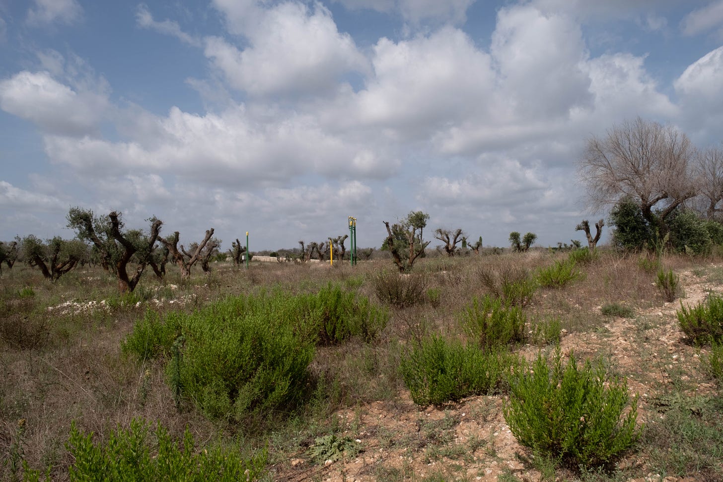 A cloudy blue sky hangs over a field of low shrub, knobby olive trees, and white and brown rock earth. In the distance, several green and yellow metal poles stand out among the natural scene.