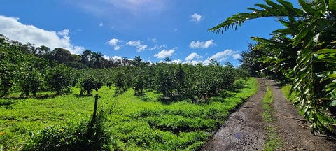 Kona Earth coffee farm