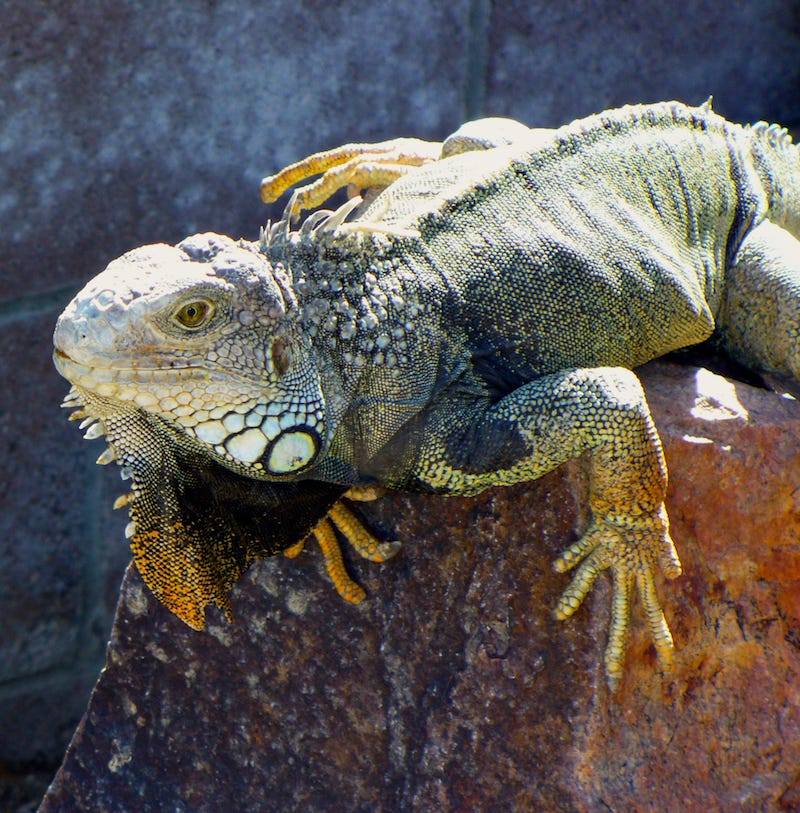 Photo of an iguana on a rock by Sherry Killam Arts.