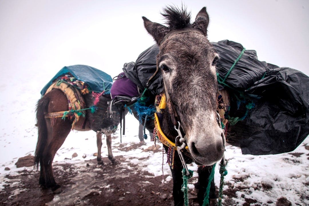 two brown donkeys carrying baggage two brown donkeys carrying baggage