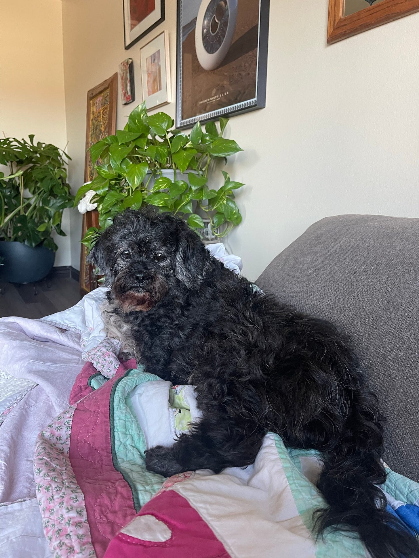 A small black dog with a curly coat and some grey around his ears and muzzle stands on pink and green quilt on a grey couch. Two potted plants can be seen in the background, and posters are hung on a white wall.