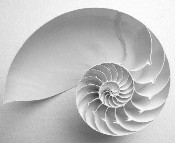 This may contain: an image of a nauti shell on a white background