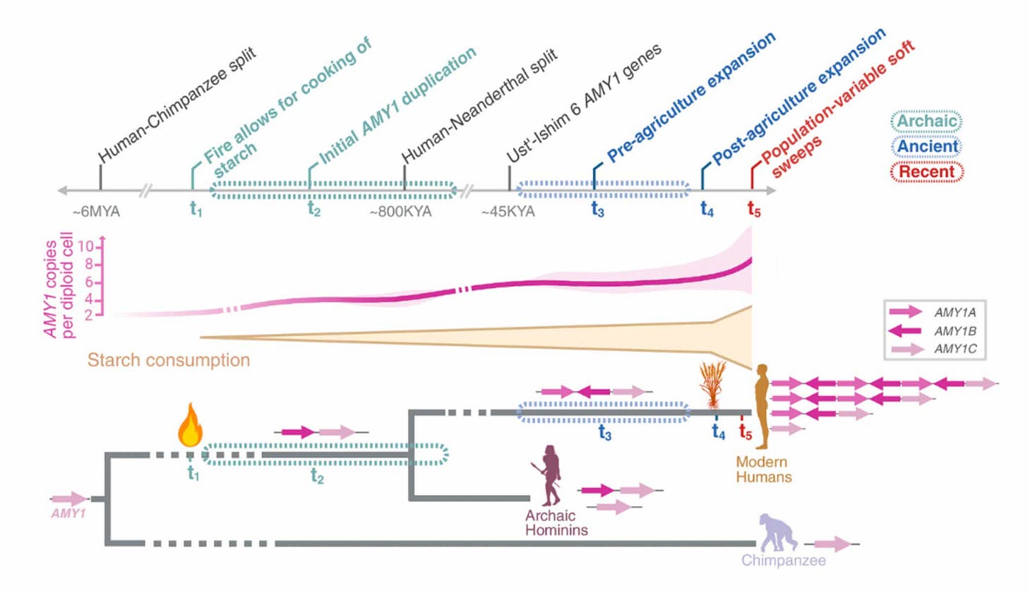 Top of chart shows timeline of human evolution including fire allowing starch cooking and much later development of agriculture. Middle shows gradual expansion of AMY1 copy number coupled with starch consumption. Bottom shows tree in which archaic hominins have intermediate AMY1 expansions. Top of chart shows timeline of human evolution including fire allowing starch cooking and much later development of agriculture. Middle shows gradual expansion of AMY1 copy number coupled with starch consumption. Bottom shows tree in which archaic hominins have intermediate AMY1 expansions.