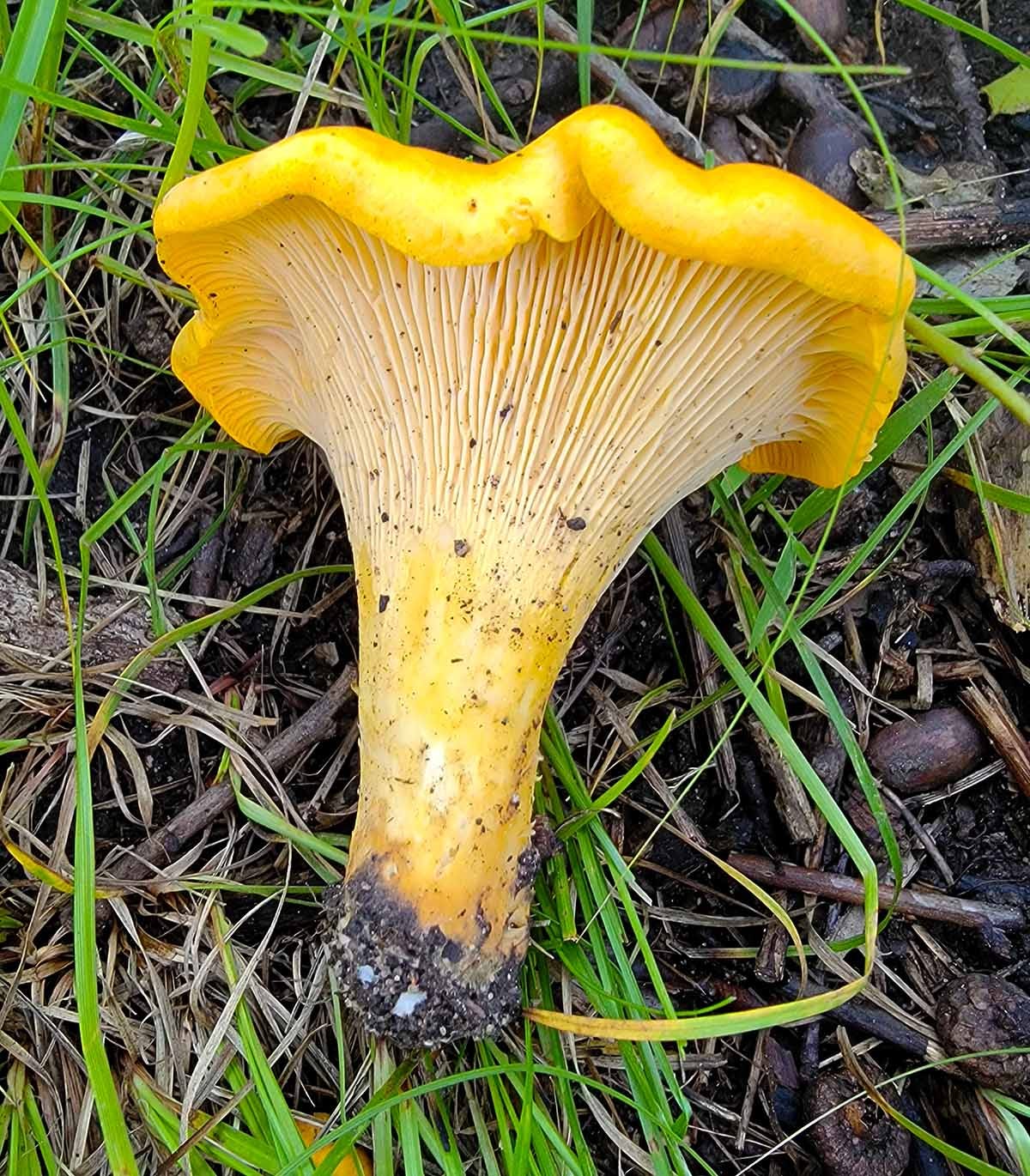 A chanterelle mushroom in the Minnesota woods. 