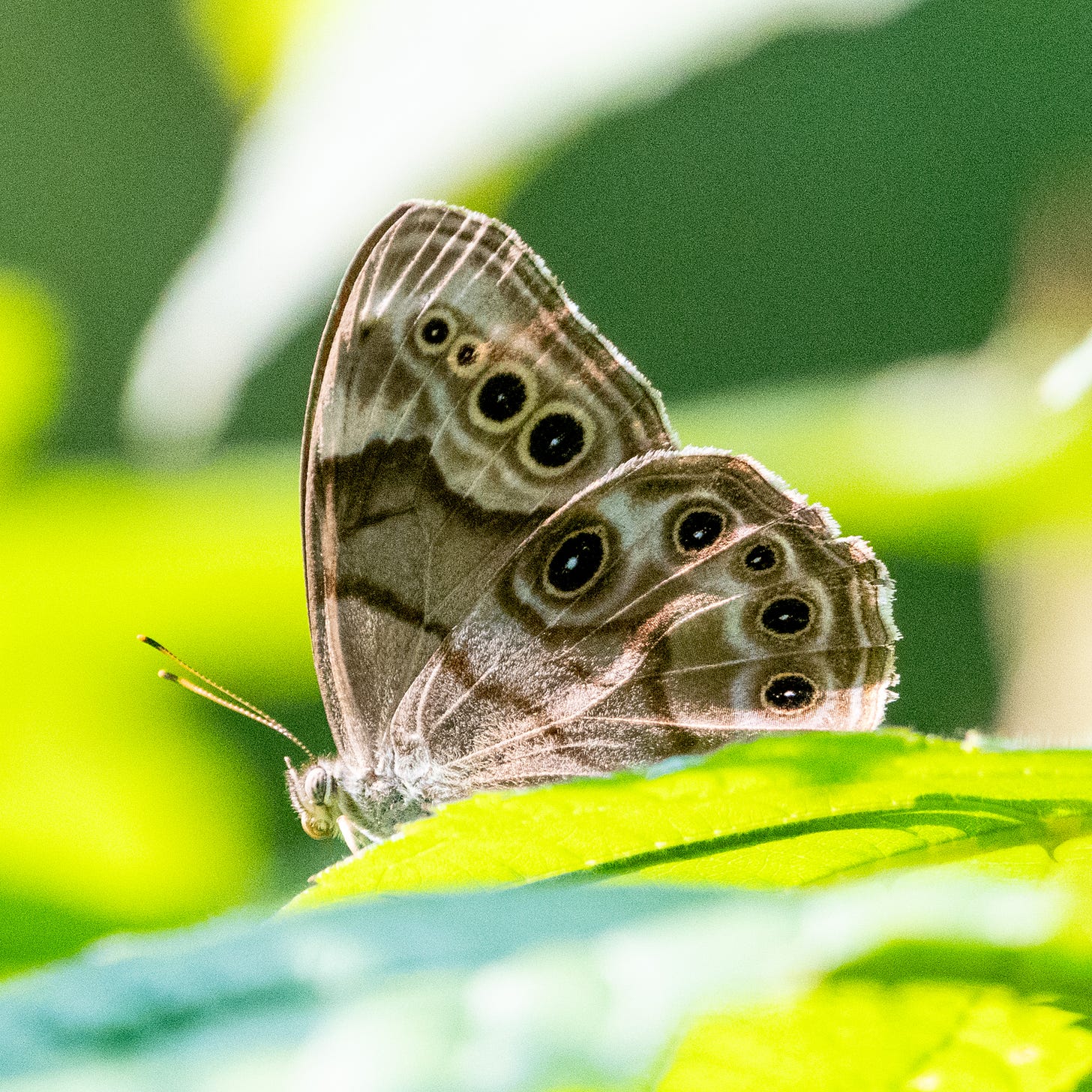 A Northern pearly eye butterfly, wings folded, in profile