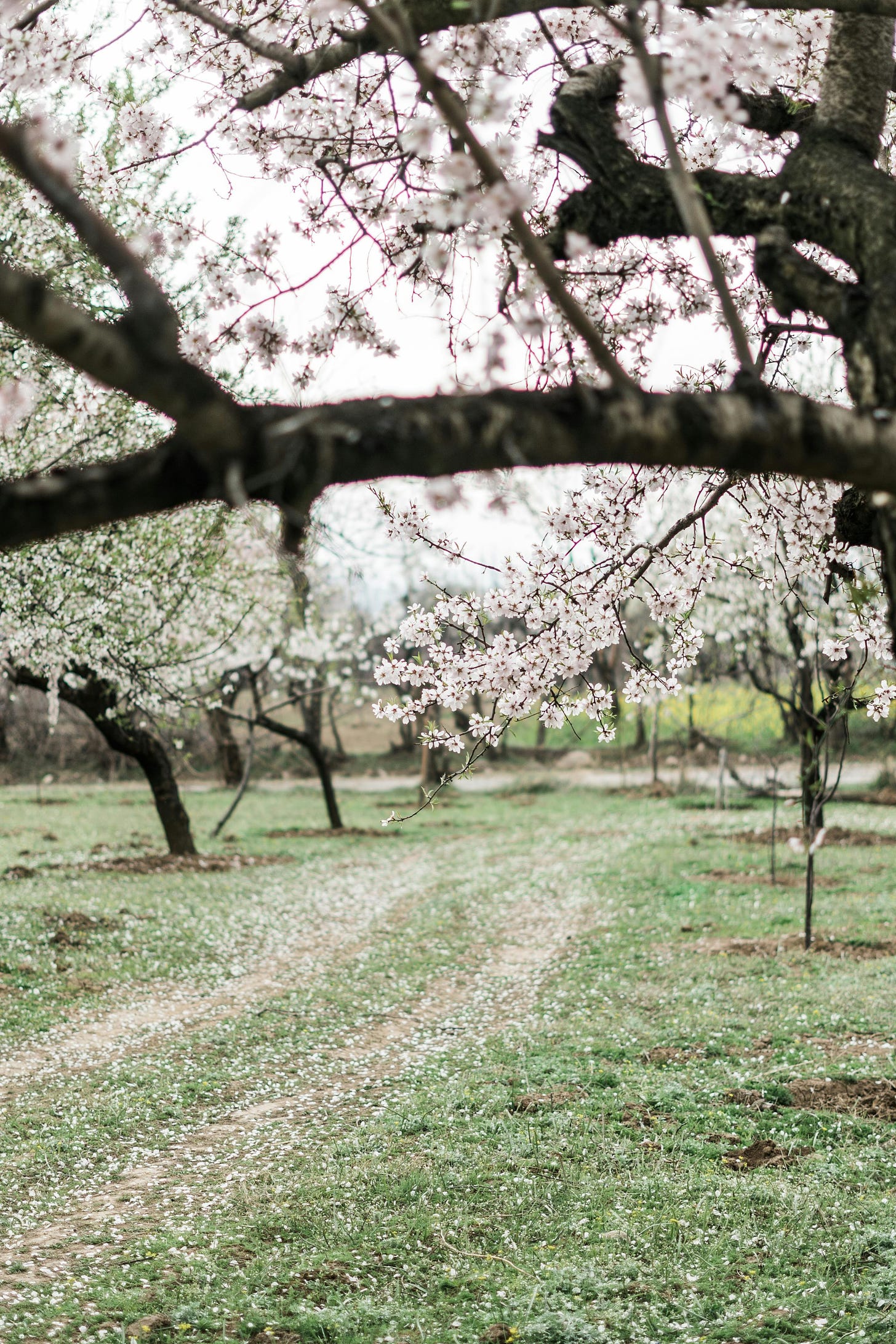 A flowering orchard