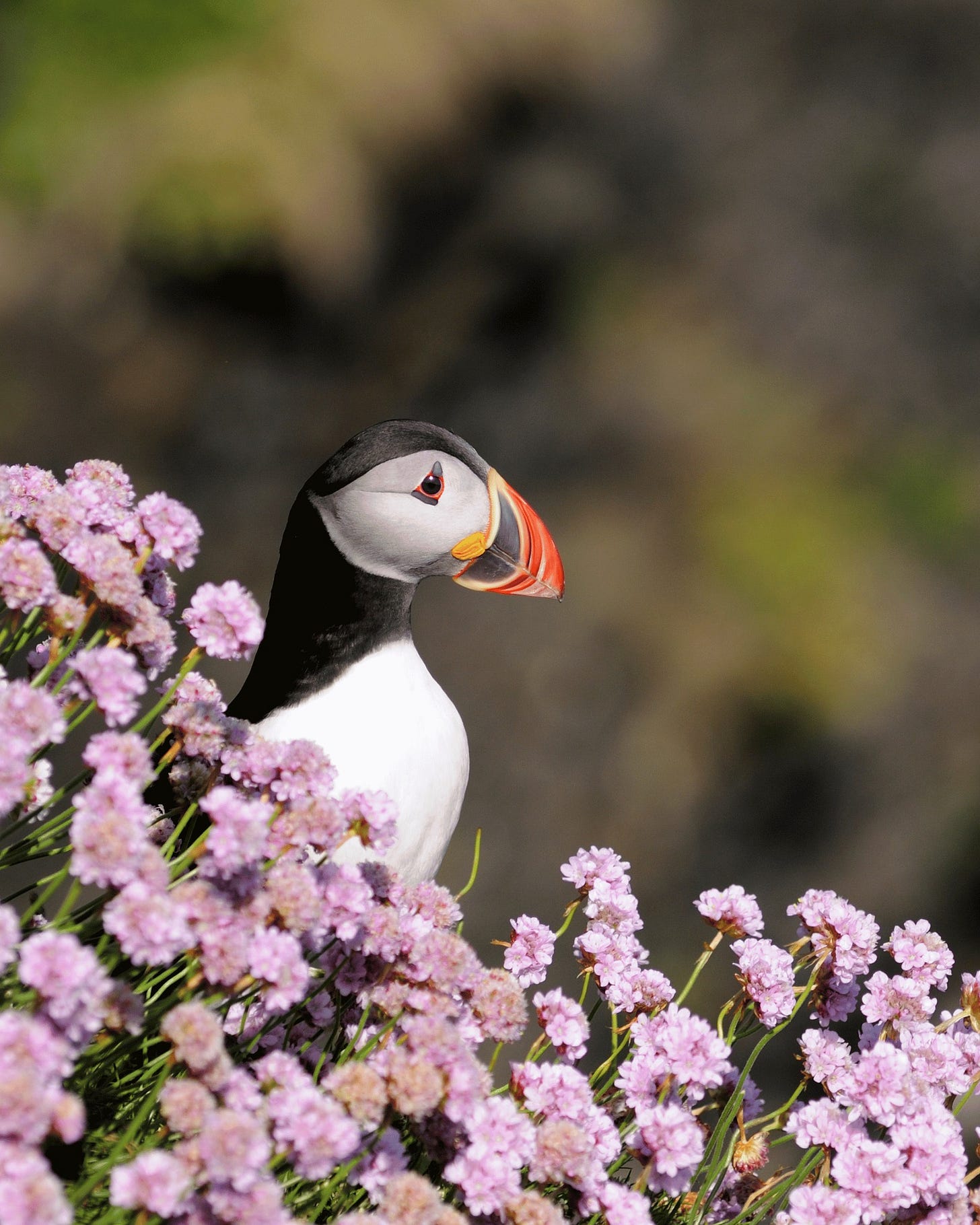 May be an image of tufted puffin