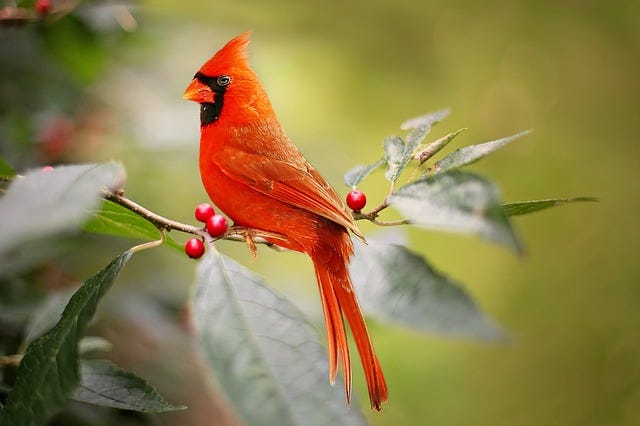 Cardinal Animal Guide