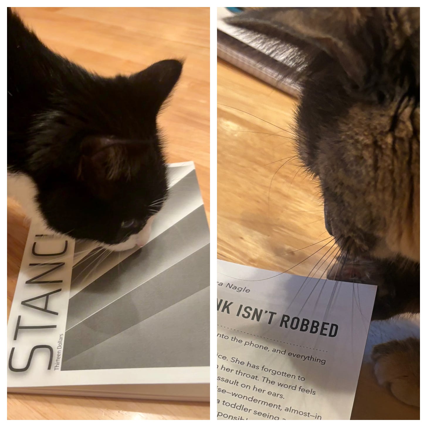 Left: A tuxedo cat sniffs the black-and-white cover of Stanchion magazine. Right: A dilute tortoiseshell cat lifts the corner of an interior page of the magazine.
