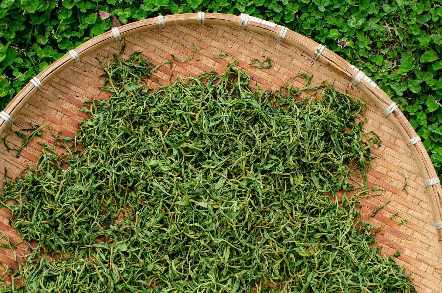 ID: Wilted tea leaves after pan firing