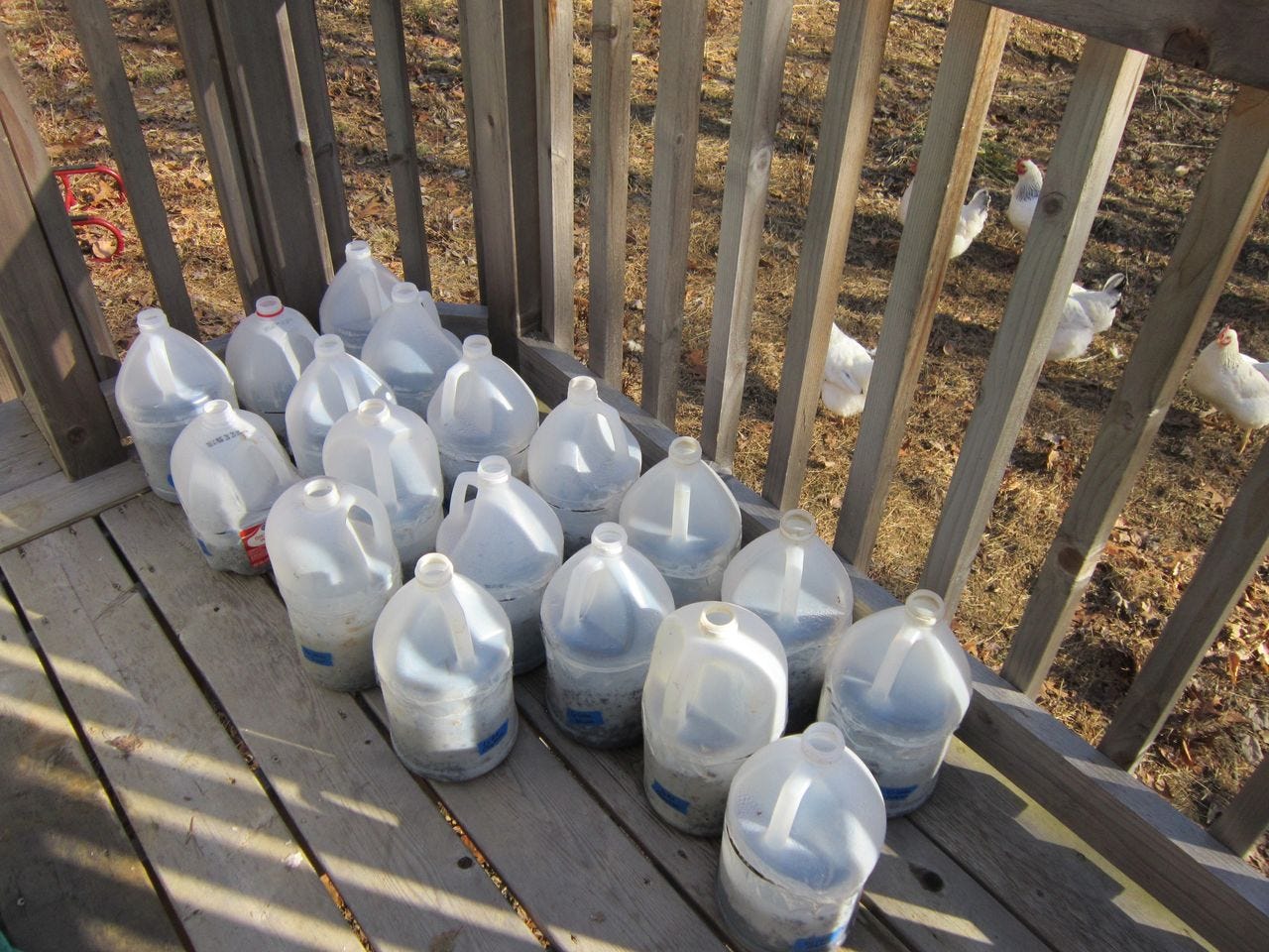 Winter Sowing in Milk Jugs; Image shows 20 jugs that have been winter sown.