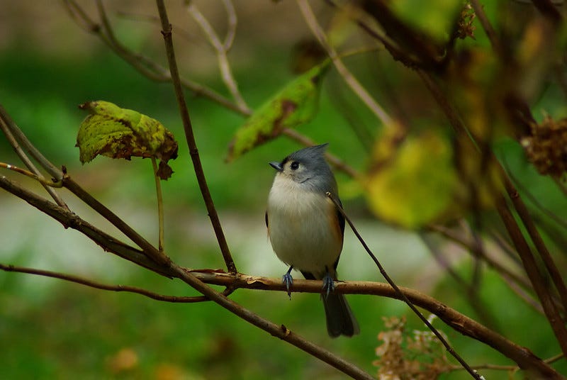 Picture of a tufted titmouse in a green wooded area Picture of a tufted titmouse in a green wooded area