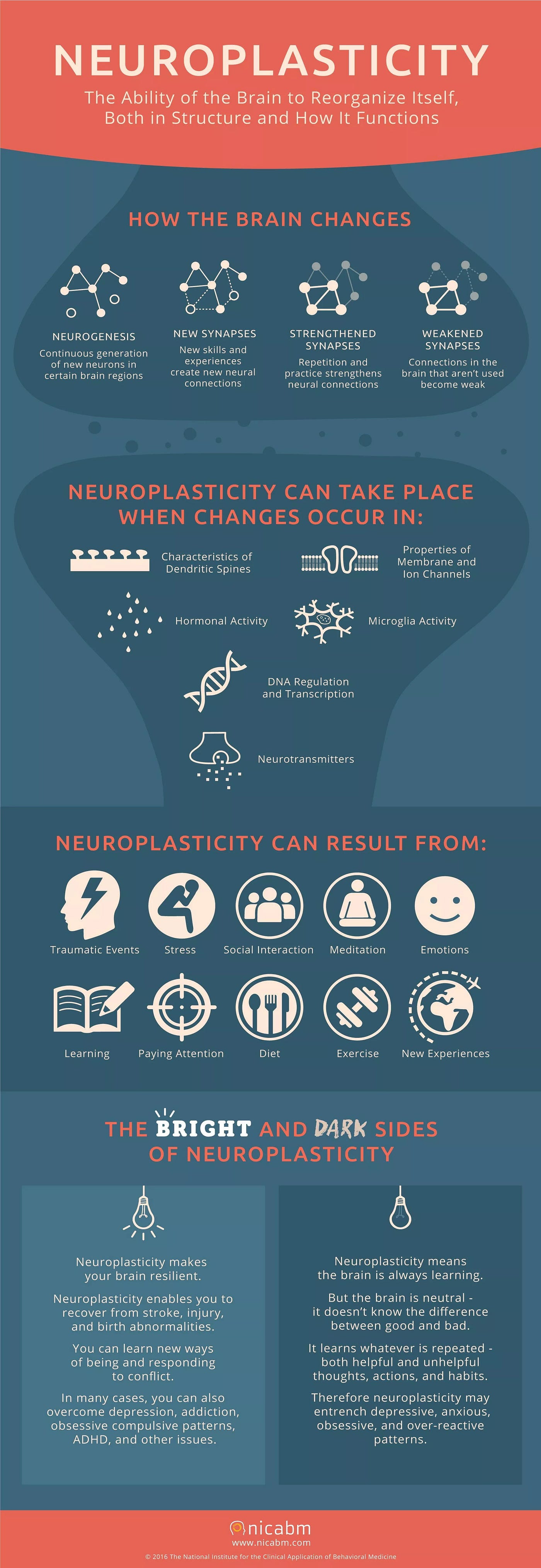 Infographic showing ways the brain changes during neuroplasticity. Mechanisms of neurogenesis, synaptogenesis, synaptic strengthening & weakening.