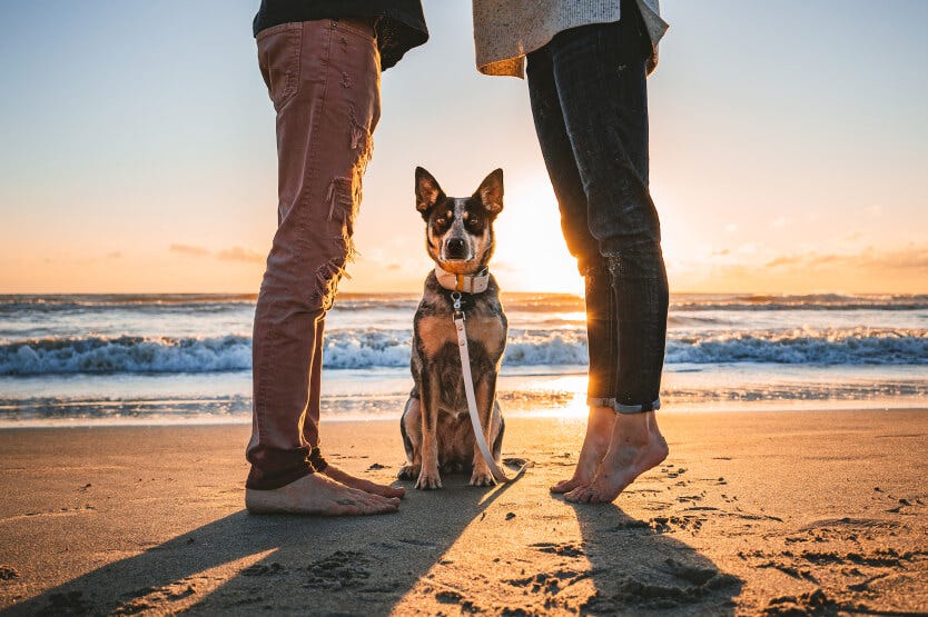 Scout the Australian cattle dog poses between her humans' legs on the dog-friendly section of Cocoa Beach, captured by Saint Paisley Photography