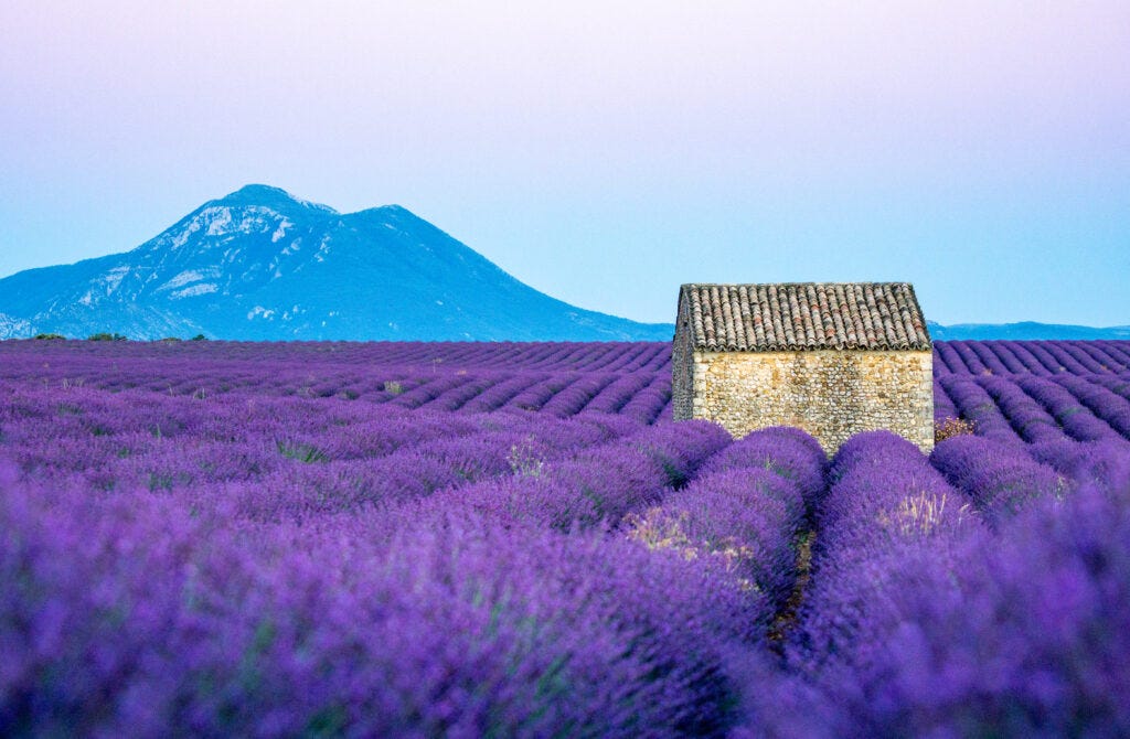 Best Lavender Fields of Provence, France - 2023 Guide!