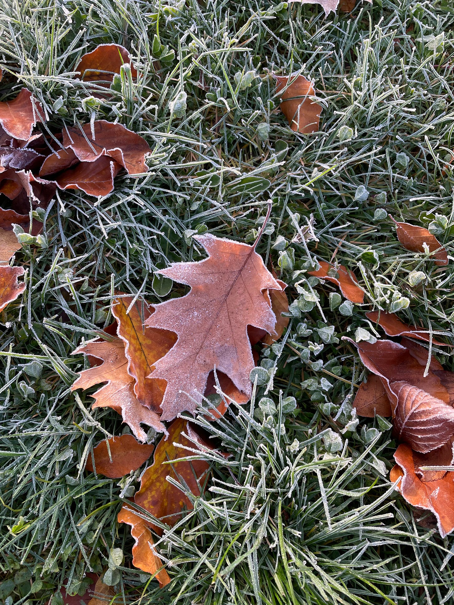 green grass is covered in a light white frost. There are brown leaves scattered throughout, curling up with their edges covered in ice