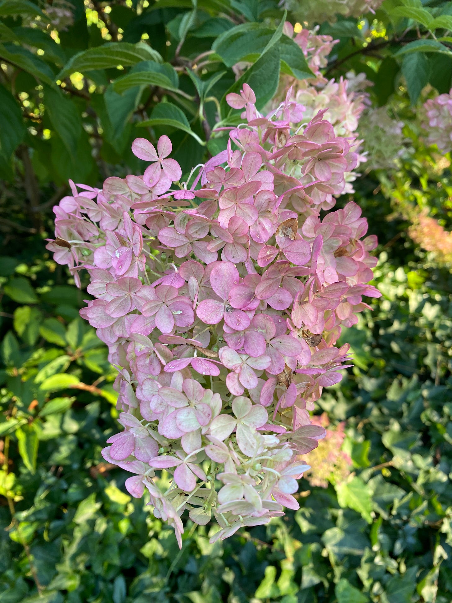 pink flowers against a green bush