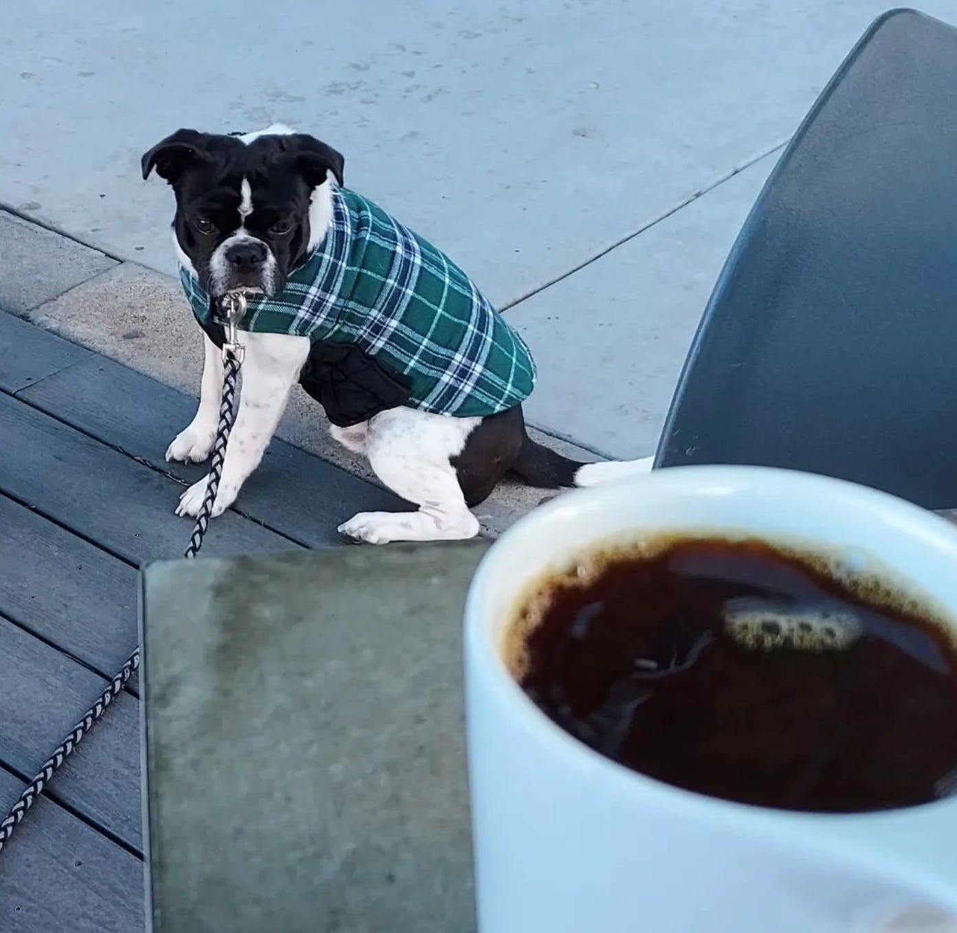 A small black and white dog whearing a green and blue flannel doggie coat sits on the sidewalk. He has turned his head to look at the camera where a cup of coffee is steaming in the foreground.
