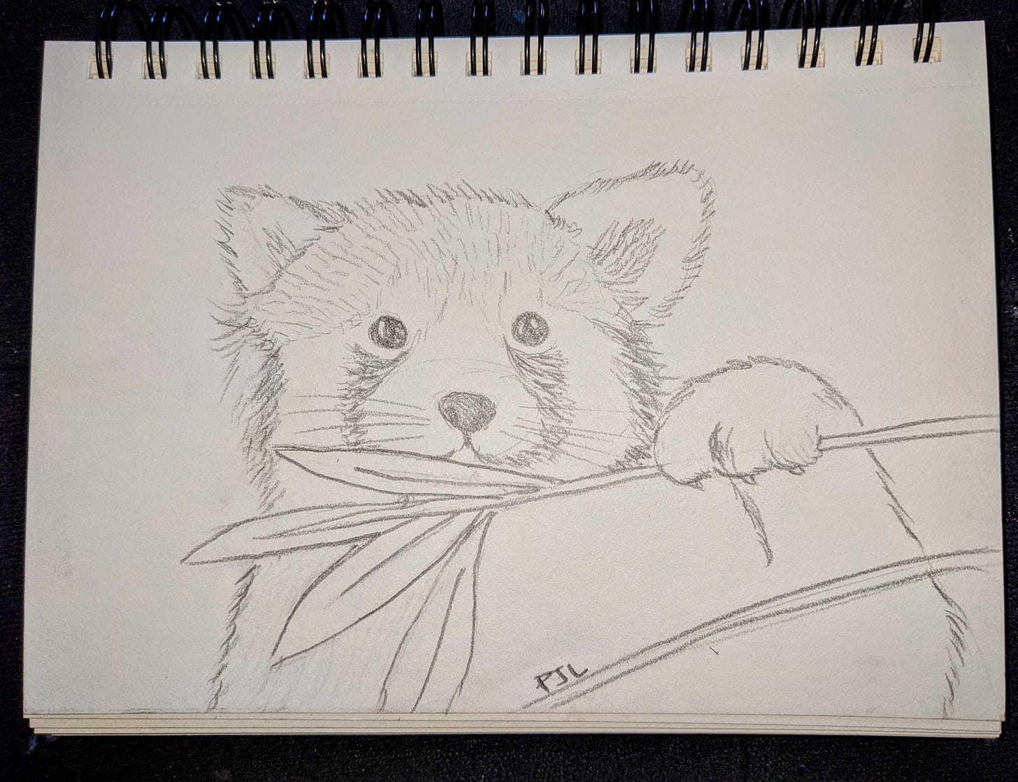 pencil drawing of a red panda by Patricia J.L.