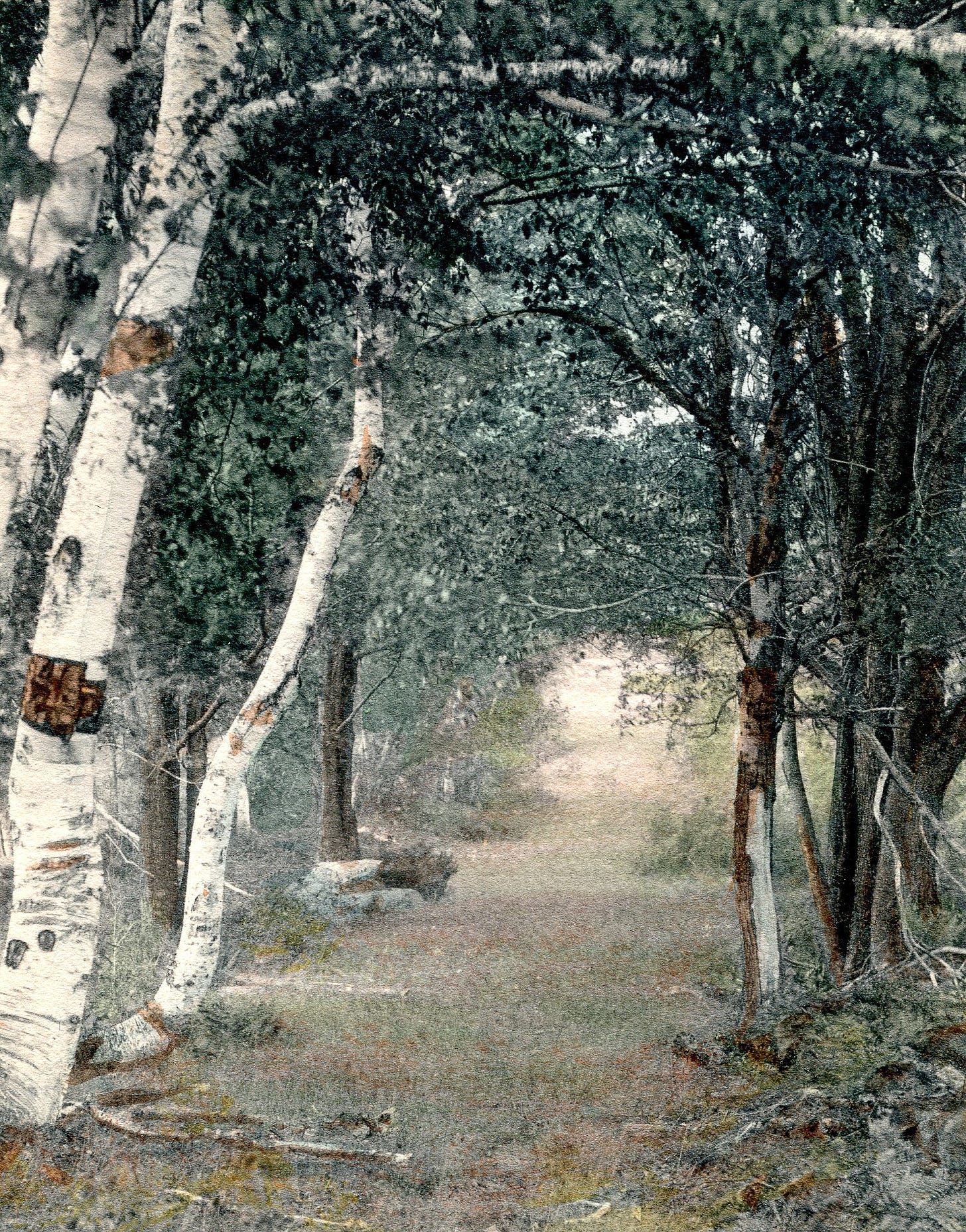 Birch lined path