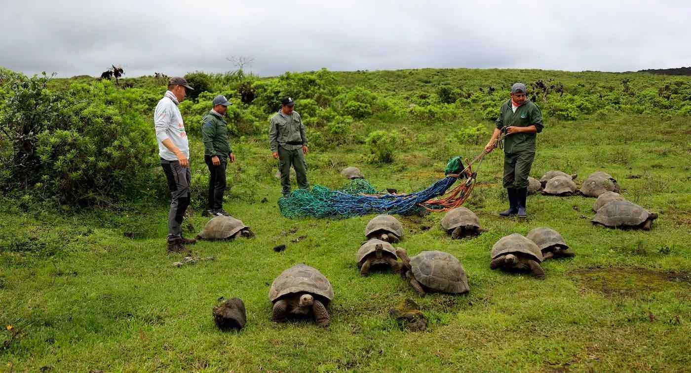 Historic Effort Returns 136 Juvenile Galápagos Tortoises Conservationists Release into the Wild