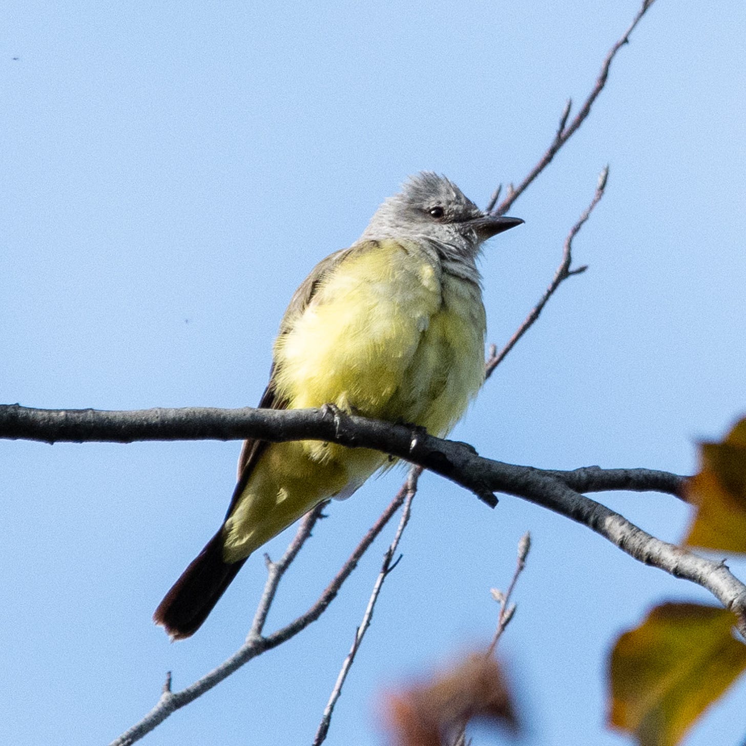 A Western kingbird, with a bluish gray head and breast and a yellow belly, is perched on a bare branch