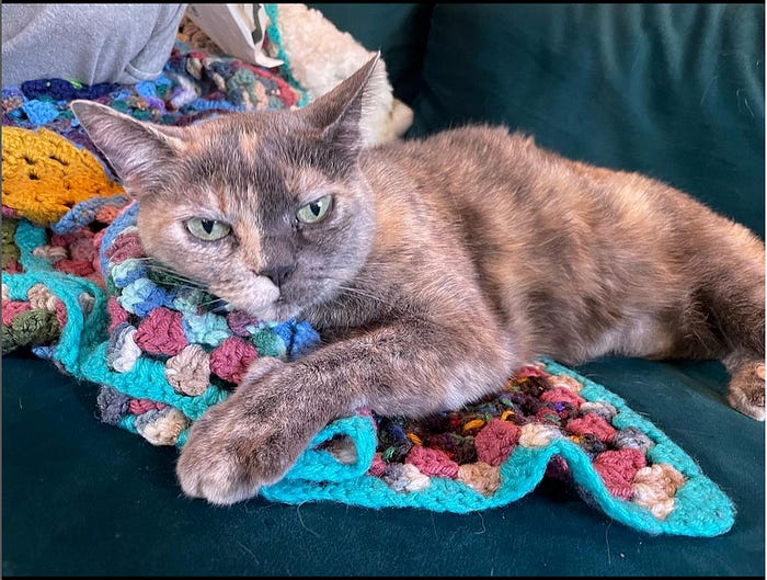 Josie on quilt