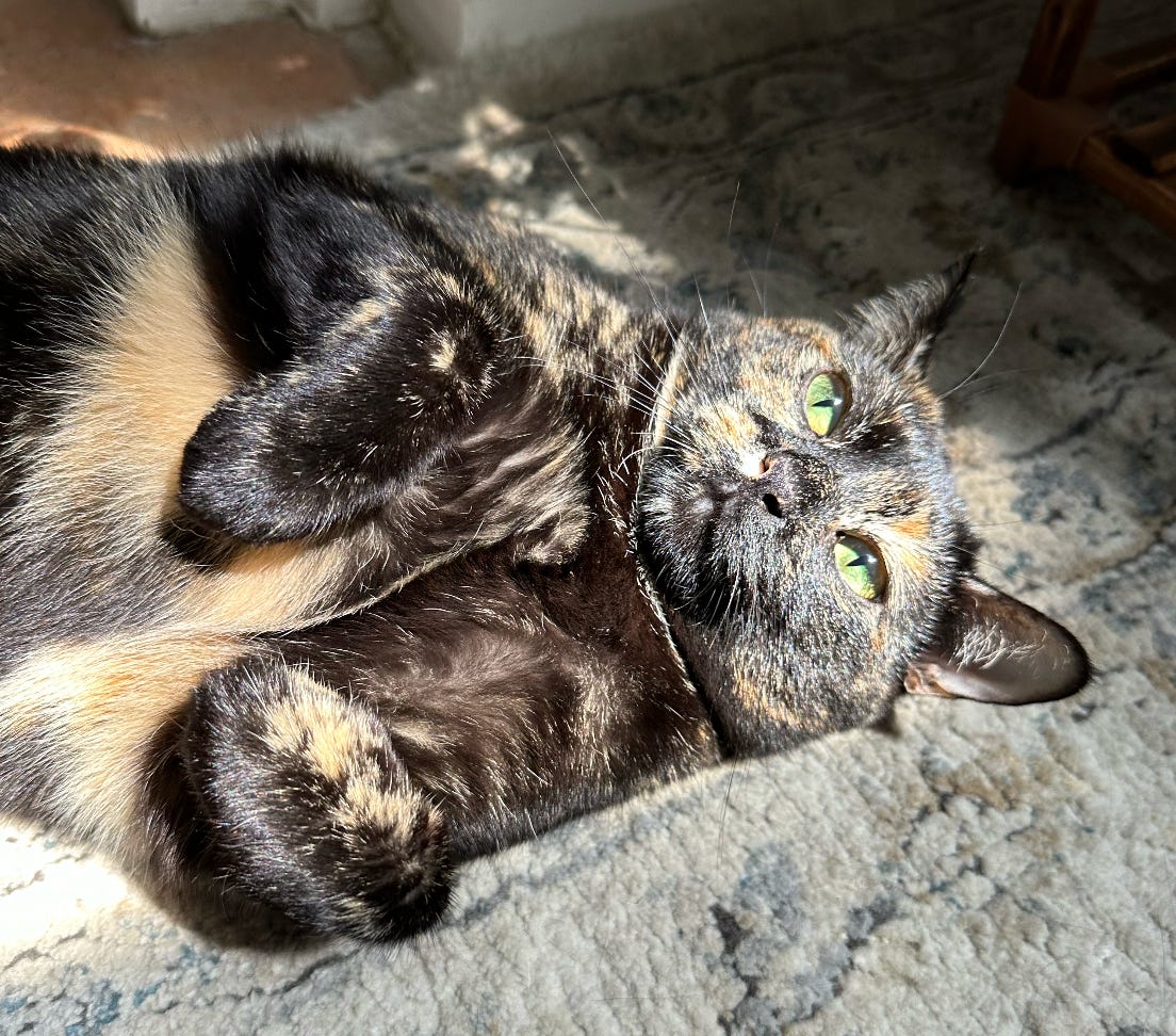 A tortoiseshell cat lies on its back, its orange belly exposed and its green eyes bright.