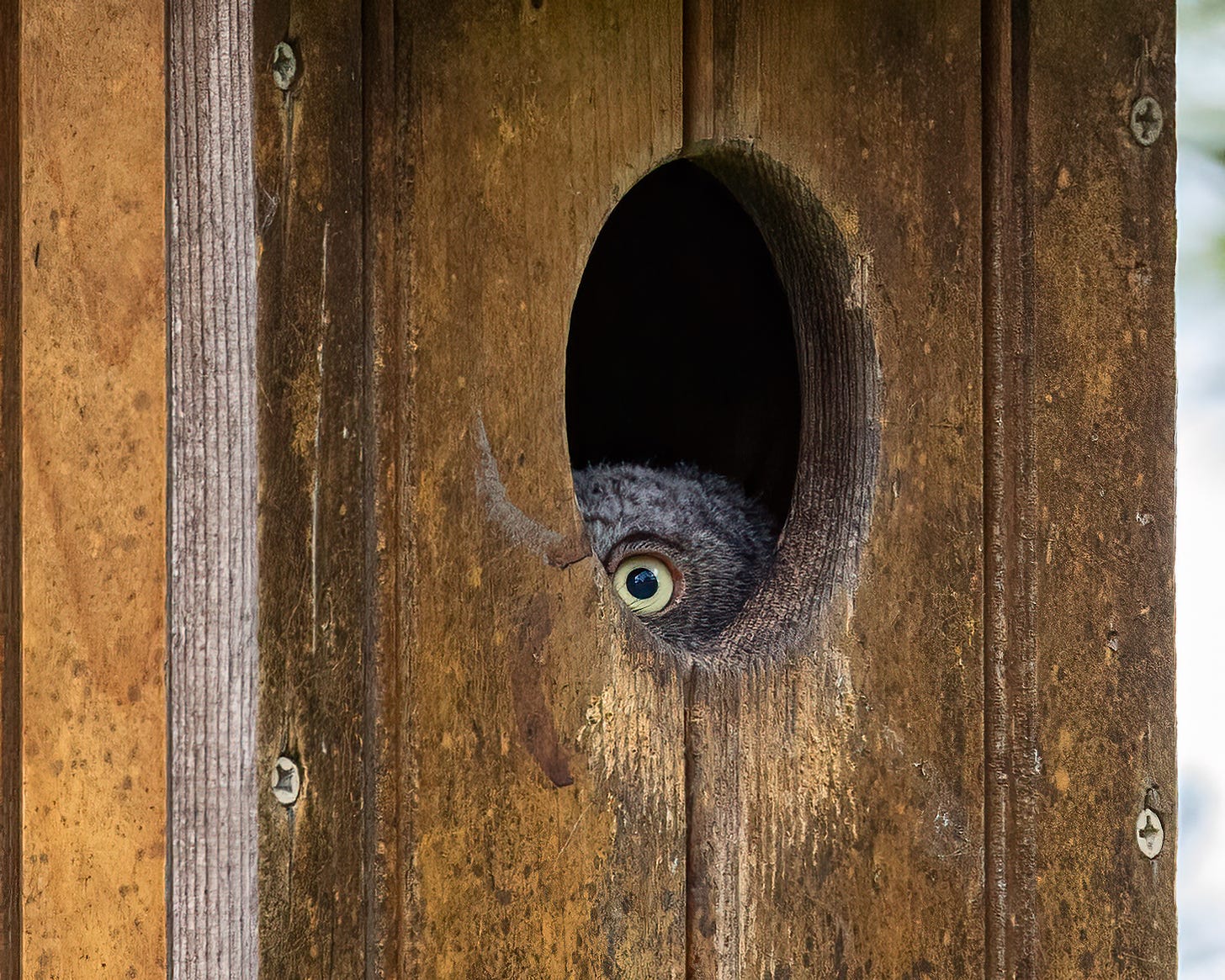 The nestling owl is completely inside the box, and you can see his little head just above the hole. You can only see one eye peering out.