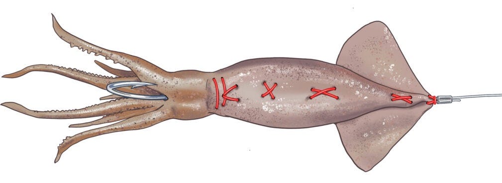 An illustration of a whole squid sewn around a hook as a swordfish bait.