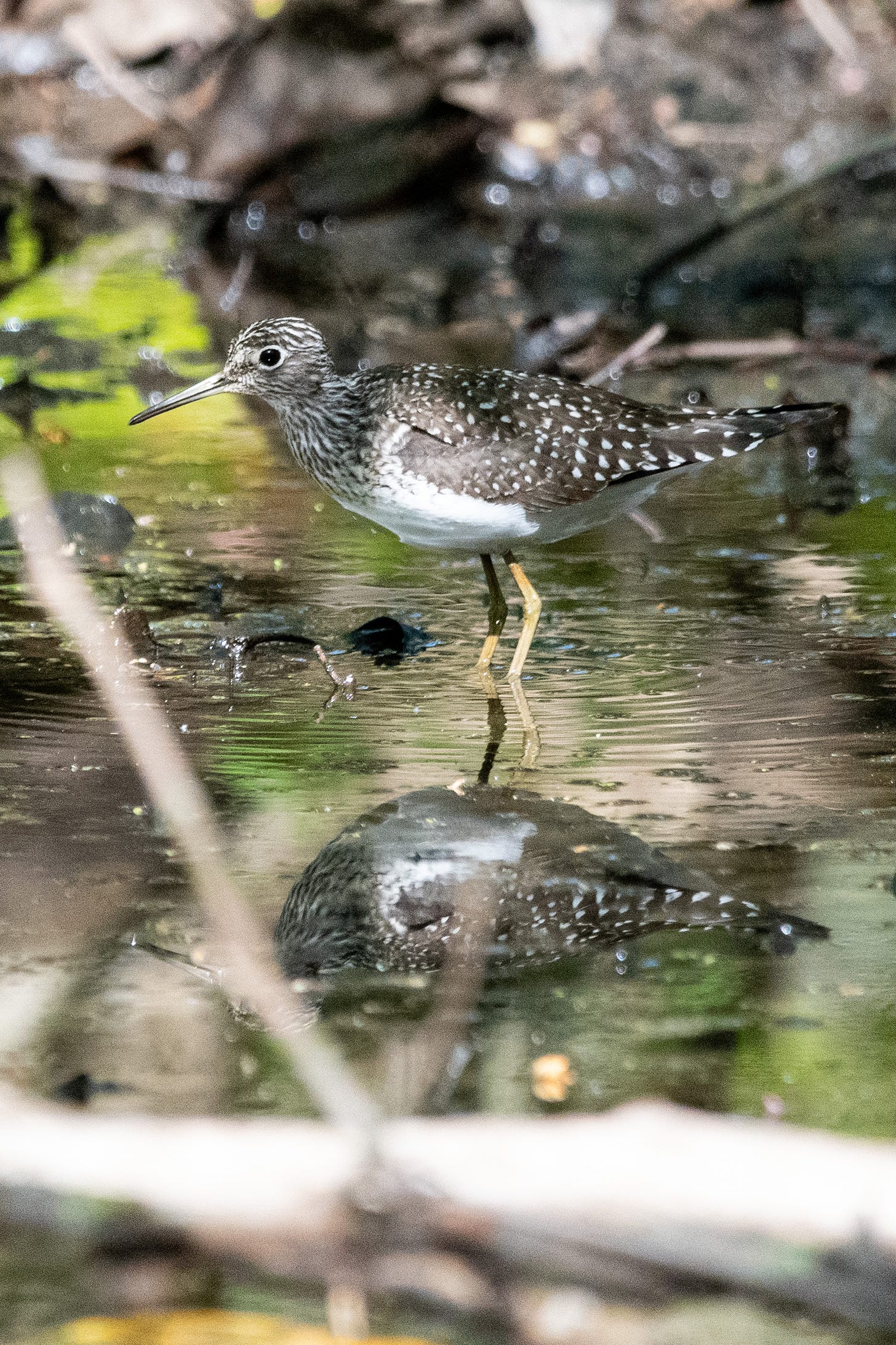 A spindly, gray-and-white bird with long legs and a soup-spoon-shaped head stalks through muckish water