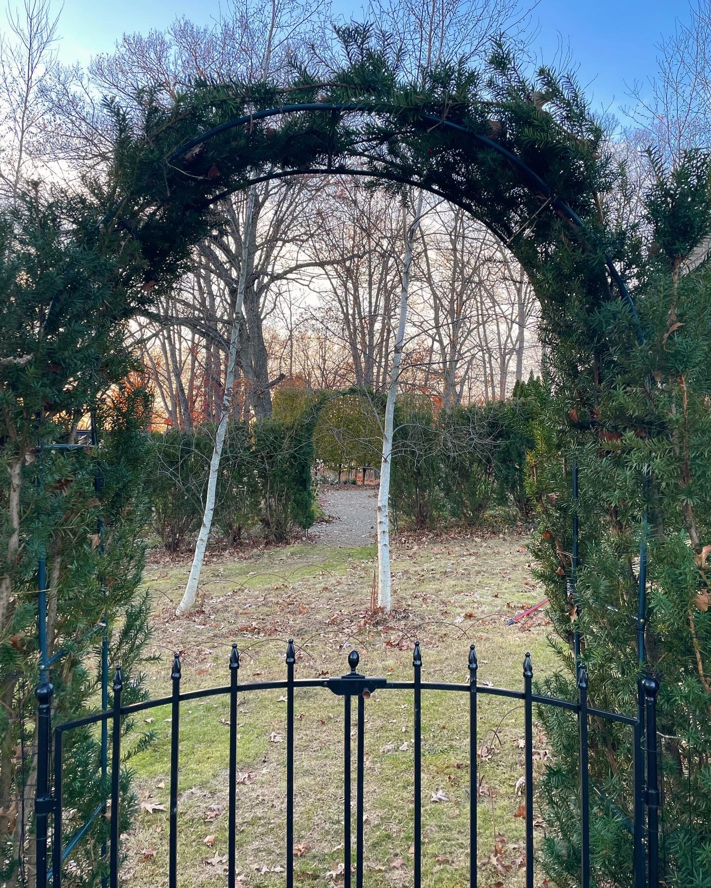 Two yew arches, one on each side of the Birch Walk and leading into the Cottage Garden at Havenwood.