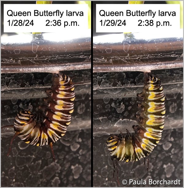 Queen Butterfly larva starting to hang in a "J" shape (left) as a precursor to pupating, and 24 hours later (right) just before it started pupating