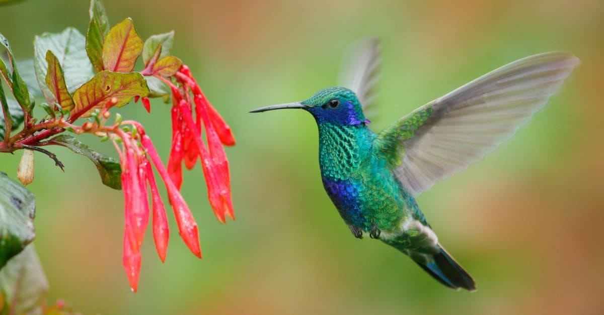Discover The 10 Largest Hummingbirds In The World - AZ Animals