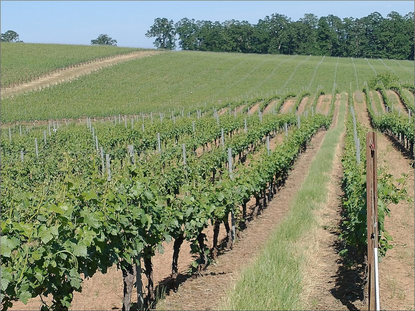 The 35 acre expanse of vineyard at Amalie Robert Estate, Willamette Valley.