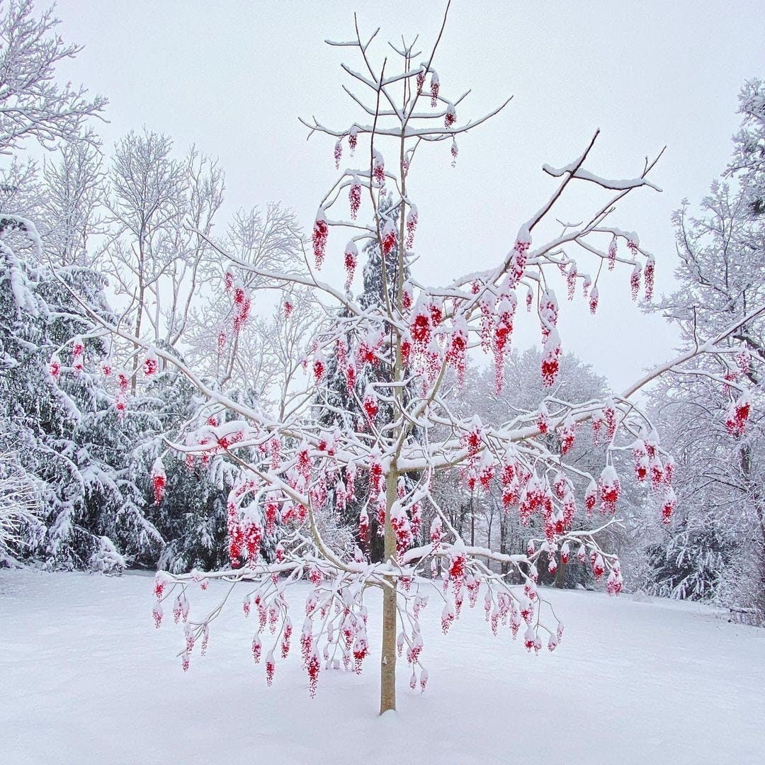 a tree with red berries in snow