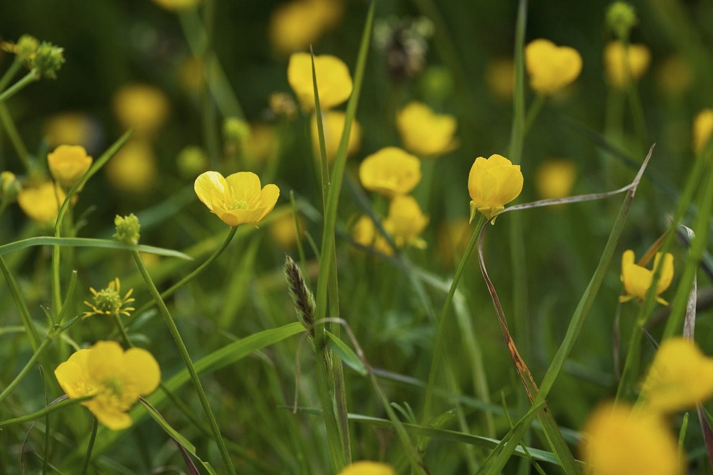 Buttercup Weed Information - Tips For Controlling Buttercup Weeds |  Gardening Know How