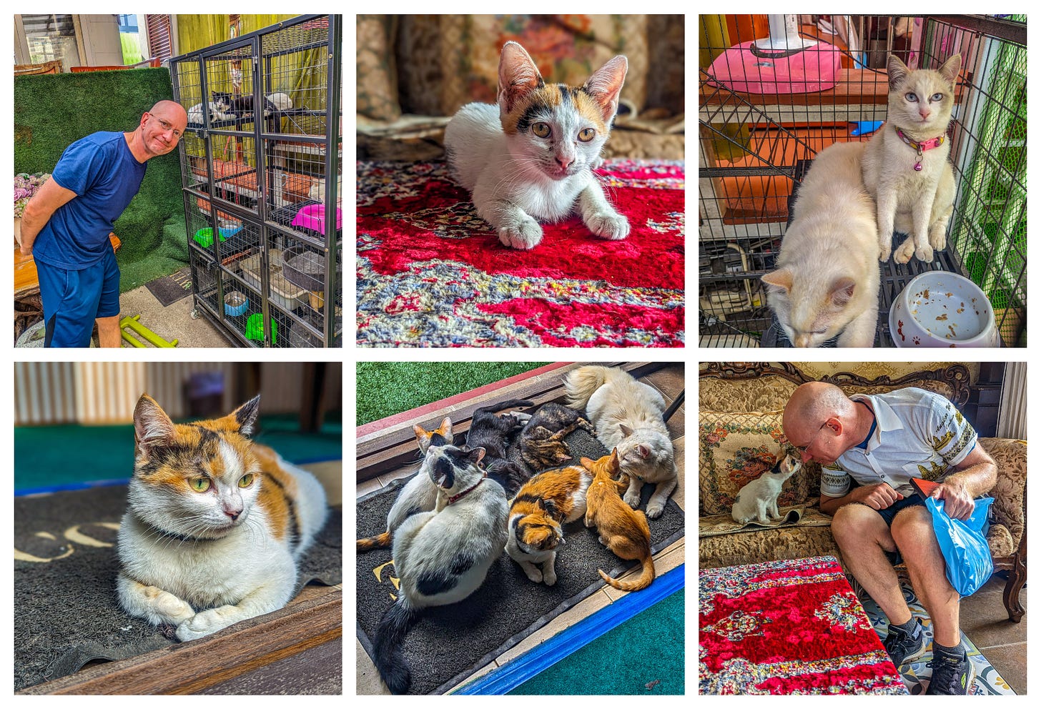 A collage of cats, kittens, and Brent interacting with them. 