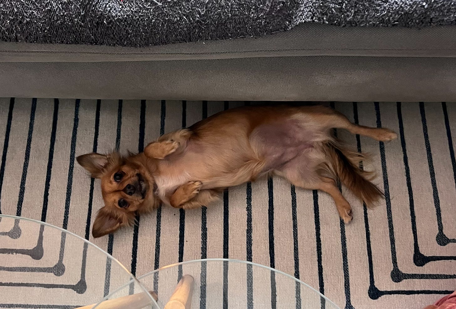 A very cute dog on its back looking up longingly at camera pleading for a scratch