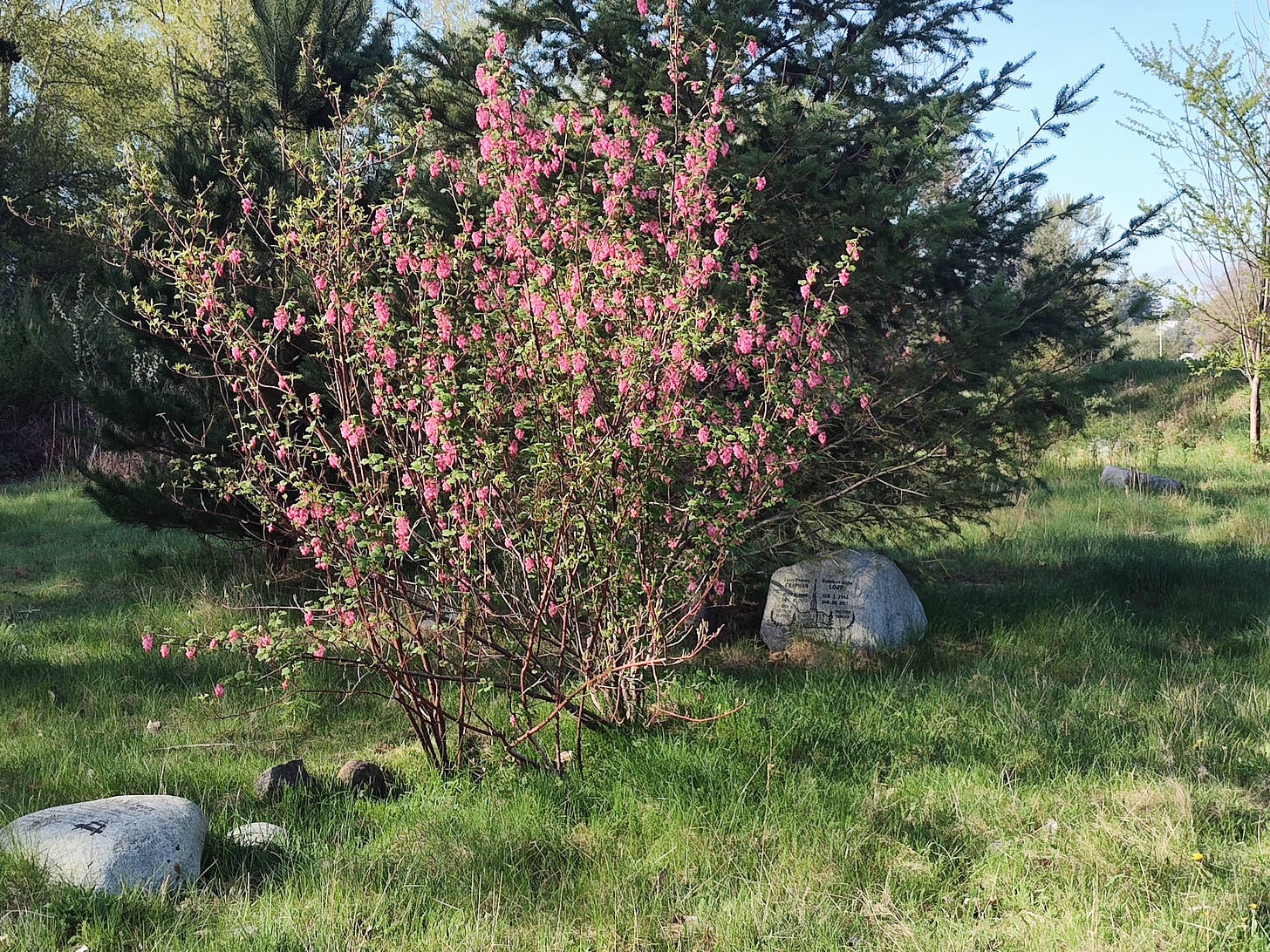 Pink flowering busy at Moles Memorial Park