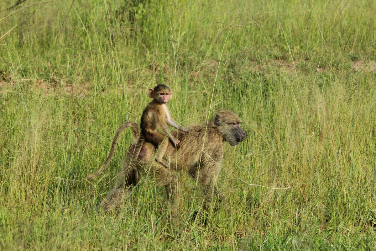 un babuino, un primate de pelaje marrón y cara alargada y oscura, lleva a su cría en el lomo mientras pasea por la sabana