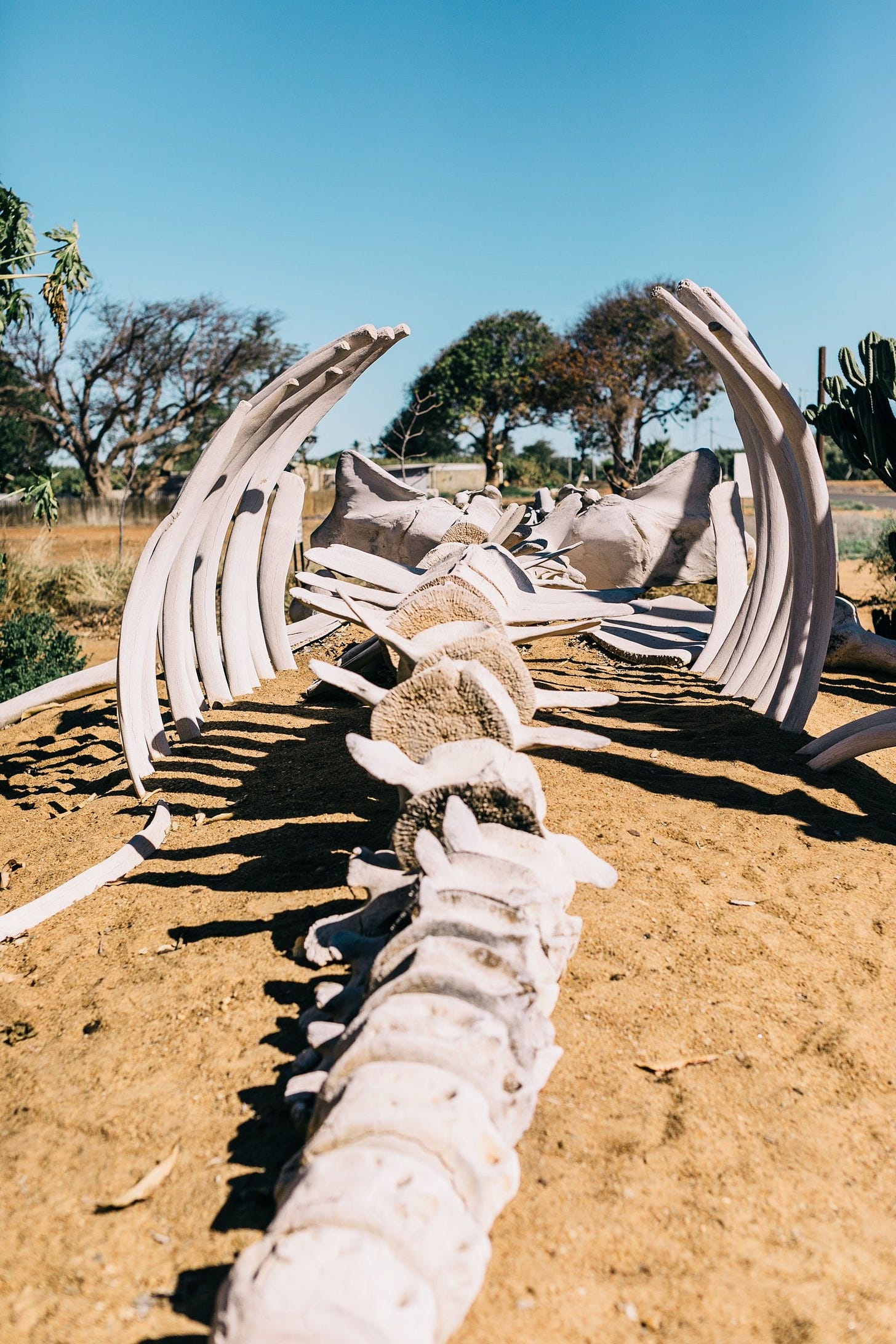 Photo of animal skeleton in desert by Rachel Claire from Pexels